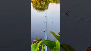 live Hook Fishing shorts.