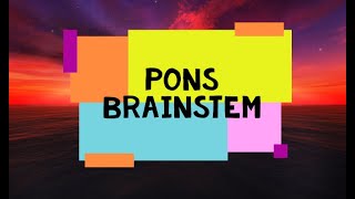 Pons | Brainstem | Neuroanatomy