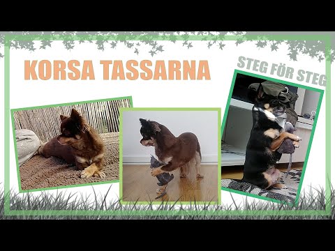 Video: 24 Hundar som korsar sina tassar