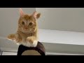 【猫あるある】猫に上から飛びつかれて、死にそうになる時
