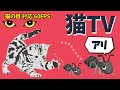 アリを捕まえろ！猫が喜ぶ昆虫映像60分（猫の動体視力に最適な60FPS） CATS TV - Catching Ants