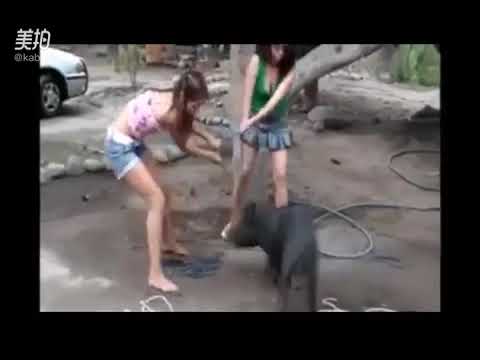 woman slaughter pig,Video source is below description