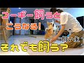 コーギーを飼うと大体こうなるので飼う前に覚悟するべし！