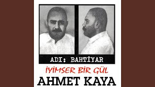 İyimser Bir Gül