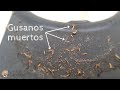 🐛 Gusanos dentro de una Cafetera ☕