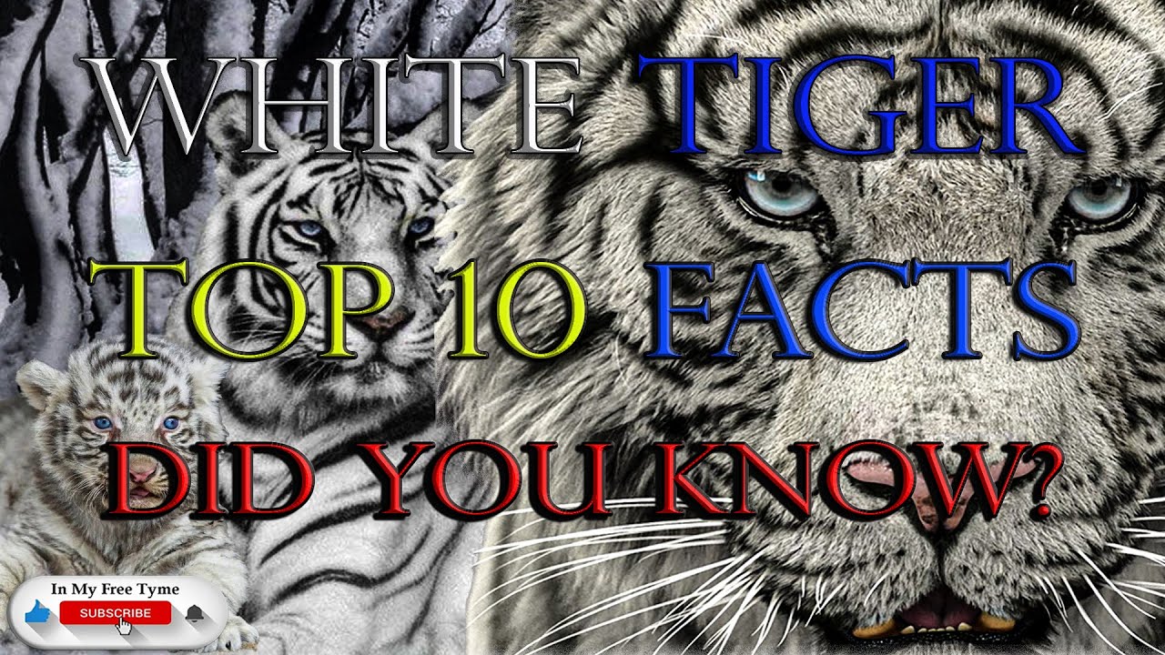 White TigersCubsBreedingExtinct(Wild)DeformedCaptivityCruelty