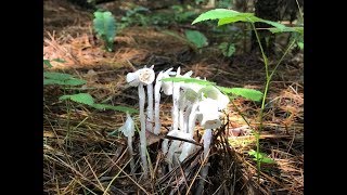Best Woodland Pain Killer