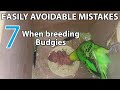 7 easily AVOIDABLE MISTAKES when breeding budgies