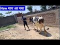 New गाय लाना परा ,price -? #dairyfarm ,@Goldendairyfarm2002 ,milkbottle,cow price ,