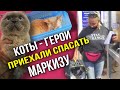 Котики - герои поехали спасать бездомную Маркизу | Неожиданный поворот