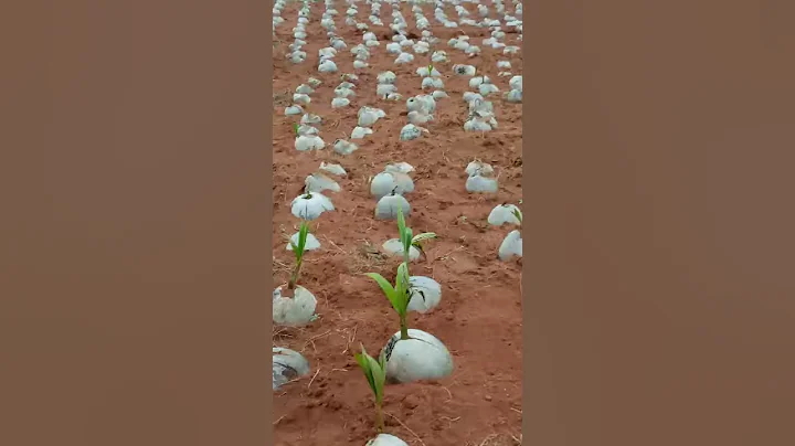种植在中国海南省(海南岛)的椰子树树苗_2019-0201_ - 天天要闻