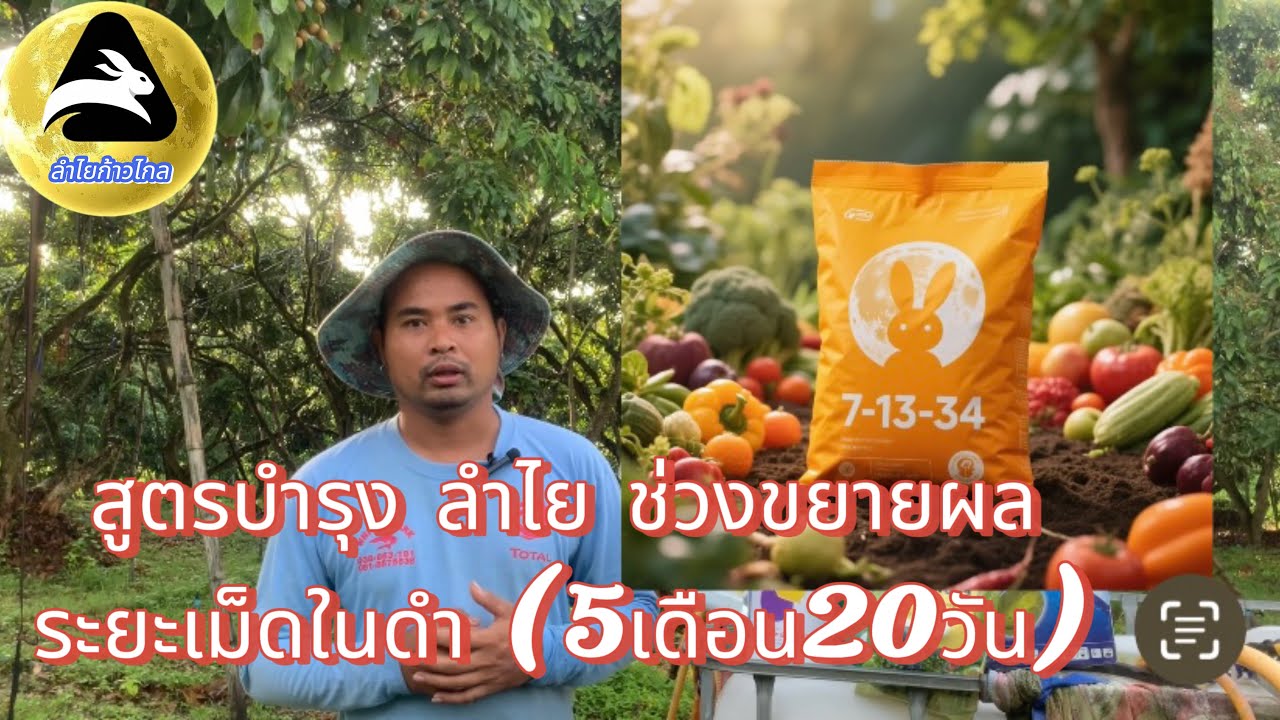 #สูตรบำรุงลำไยช่วงขยายผลระยะเม็ดในดำ(5เดือน20วัน)