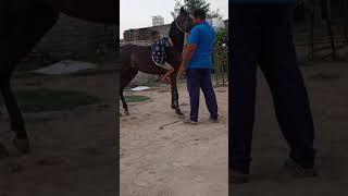 horse riding learning