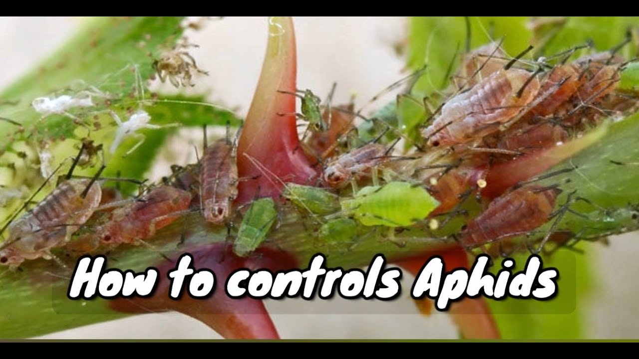 How to control Aphids with Dish Soap YouTube