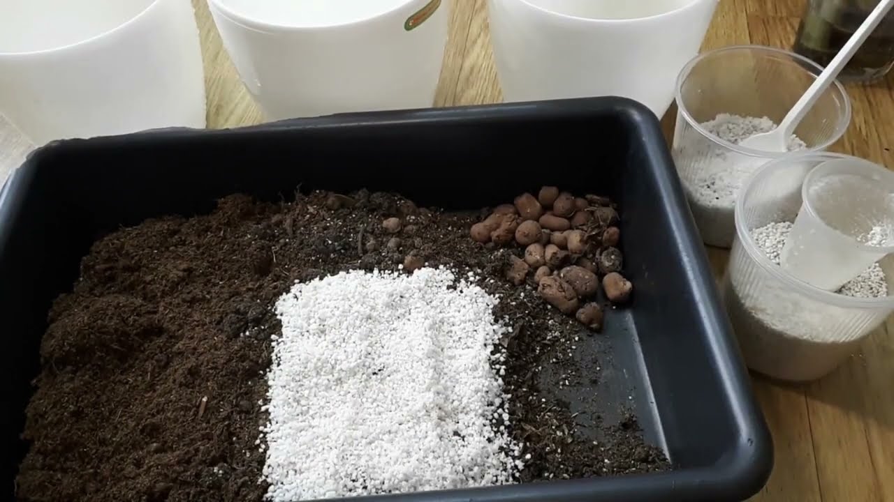 ZZ plant propagation from leaf. Results after 11 months. How to