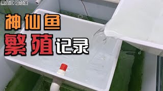 避暑胜地哈尔滨夏天14度，白化燕鱼在20度水温下繁殖提罐人工孵化