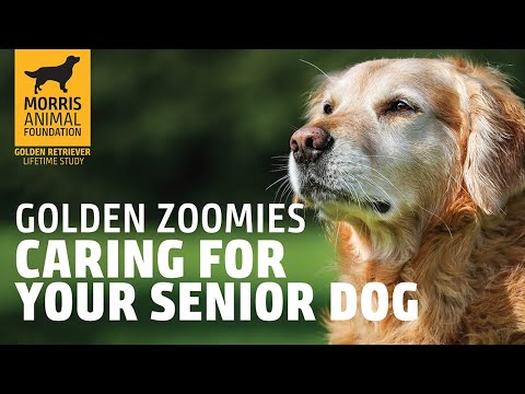 Golden Zoomies: Caring for Your Senior Dog