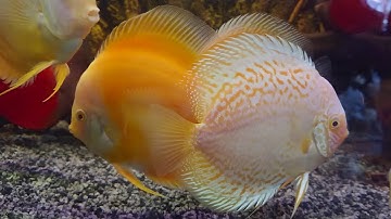 Discus yellow albino