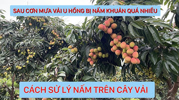 CẬP NHẬT VẢI U HỒNG BỊ NẤM KHUẨN CÁH SỬ LÝ VÀ KHẮC PHỤC