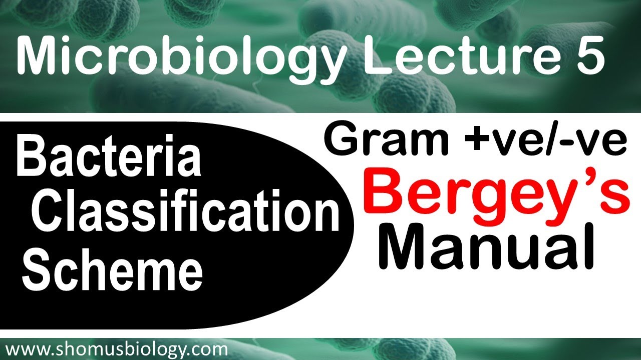 Microbiology lecture 5 |Gram positive vs Gram negative (Bergey's manual) -  YouTube