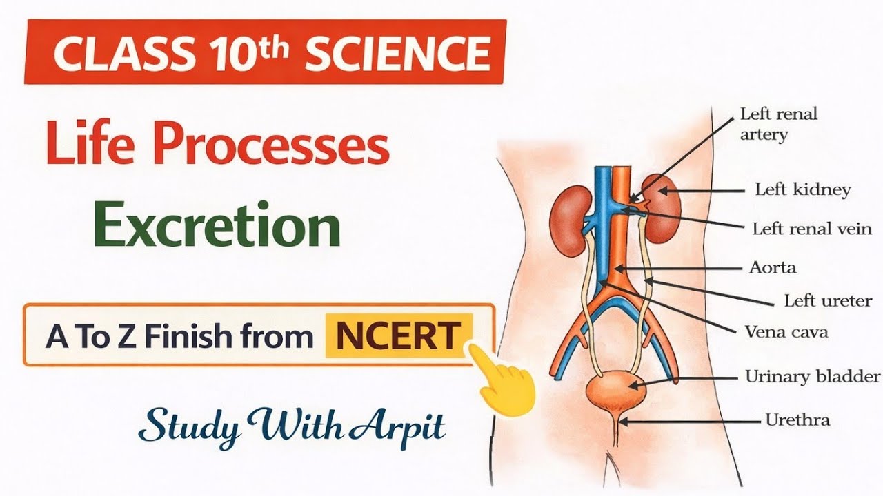 Excretion || Life Processes || Science || class 10th || Study With ...