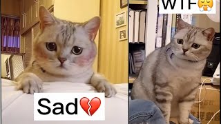funny cat memes compilation of 2021 cats videos  brighten your day