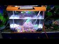 How to set up a molded aquarium -Try it yourself