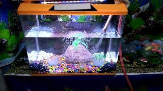How to set up a molded aquarium -Try it yourself