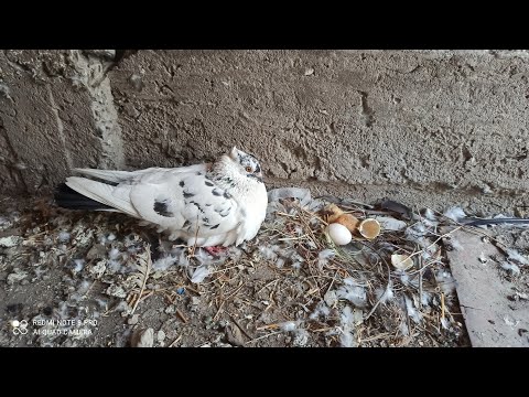 Video: Kabutarni Qanday Tayyorlash Mumkin