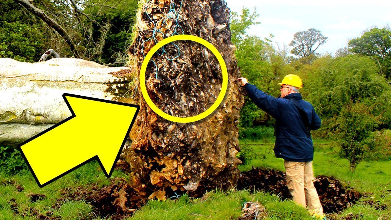 The Roots of this Tree Exposed an Amazing Discovery after a Hurricane