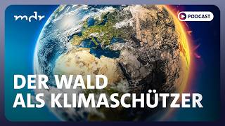 Klimaretter Wald – so können wir ihn schützen