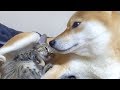 【柴犬と子猫】飼い主もビックリ！種を超えた親子愛誕生！--Parent-child love of dogs and kittens--