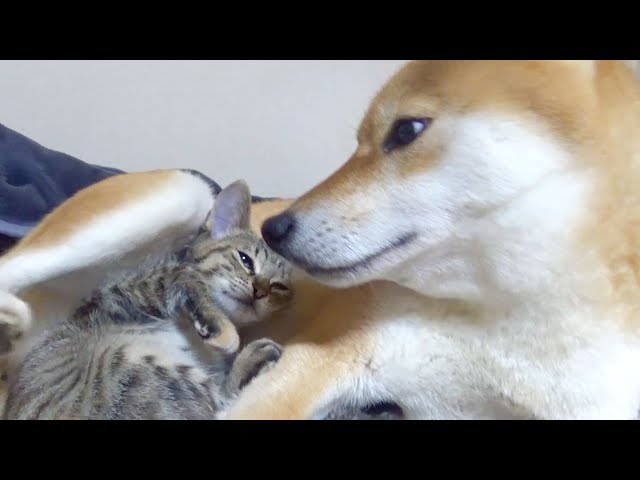 【柴犬と子猫】飼い主もビックリ！種を超えた親子愛誕生！--Parent-child love of dogs and kittens--