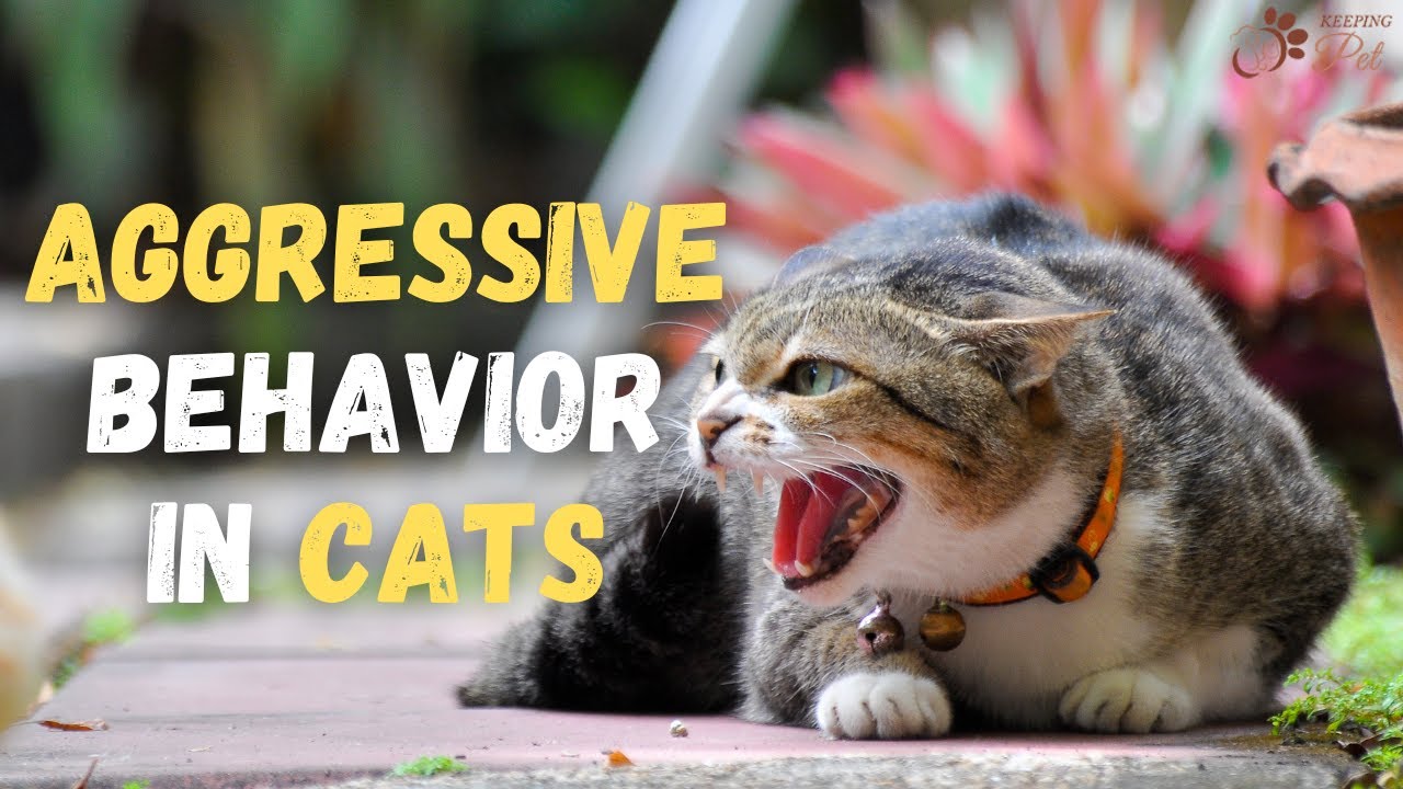 Aggressive Cat Behavior Towards Humans How To Prevent Aggressive aggressive-cat-behavior-towards-humans-how-to-prevent-aggressive