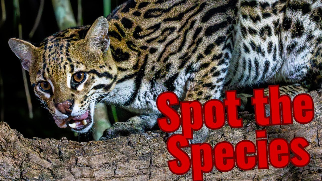Leopardus | Untangling the Spotted Cats of the Americas