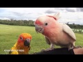 Cockatoo, Quaker, Sun Conure & Macaw Free Flight