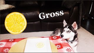 My Husky Reacts to Trying Lemon!