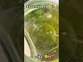 Crías Guppy #shorts #shortvideo #shortsvideo #viral #viralvideo #viralshorts #guppy #ikan #instagram