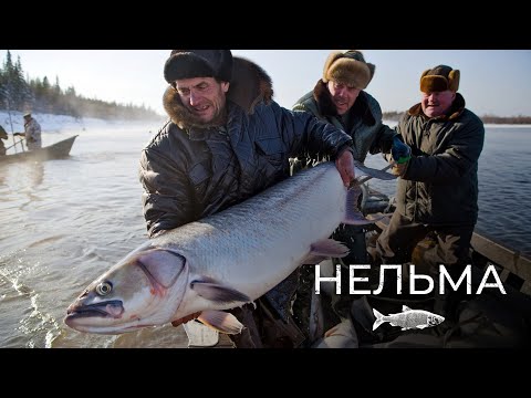 Нельма: королева белорыбицы | Рыбовое