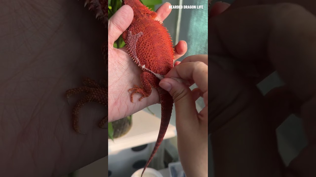 ASMR Bearded Dragon Peeling Dry Skin Experience 