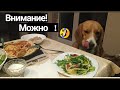 Инопланетянин и итальянская собака🤣🤗🤘