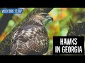 Hawks In Georgia: 9 Species You