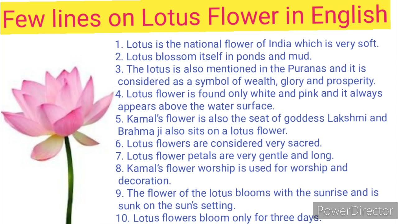 lotus essay for class 1