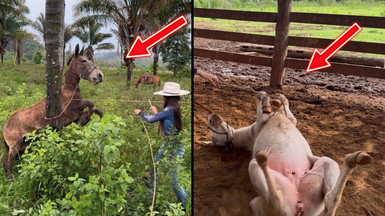 LAÇANDO O BURRO QUE DESMAIOU AO VER A ONÇA 😱