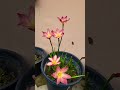 rain lily flower #ytshort #flowers #indoorplants #nature #nature
