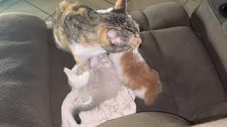 Mama Cat Doesn’t Want To Play Anymore by CUTE  FUNNY ADORABLE ANIMALS 23 views 2 years ago 40 seconds