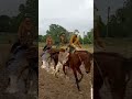 I LOVE THIS SONGGGGG#equestrianjourney #foryoypage #horse #loki #rio