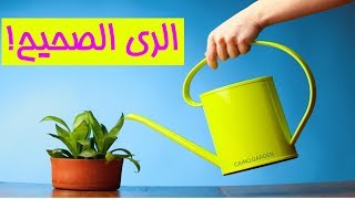 طريقة الرى الصحيحة للنباتات المنزلية