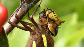 Brown Hawker Dragonfly takes 7 minutes to eat a wasp.