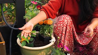 An evening of gardening work (I ❤️these petunias!) by Soil and Margaritas | Home Gardener 4,407 views 9 days ago 10 minutes, 23 seconds